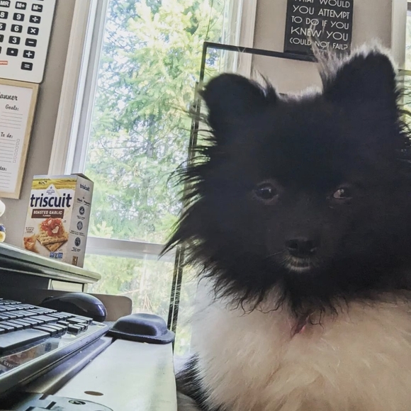 Meet your Posher, Clarissa - Picture 2 of 4